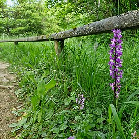 Orchideenpfad Wasserliesch