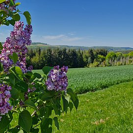 Ausblick auf den Saargau von Kastel