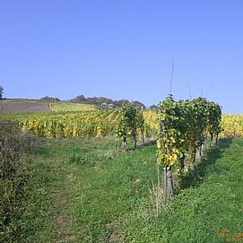 Blick aus den Weinbergen auf die Römergräber Nehren