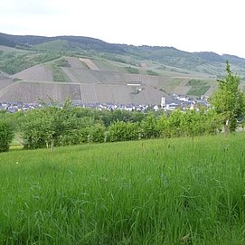 Blick von der Höhe auf den Weinort Kinheim auf der anderen Moselseite