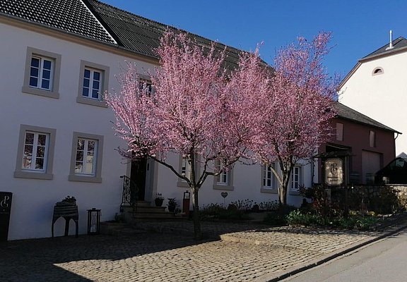 Weingut Peter Greif Tawern-Fellerich (3)