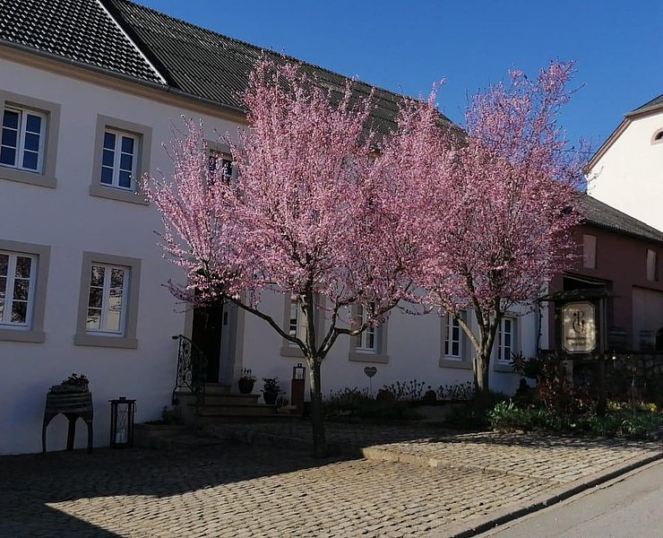 Weingut Peter Greif Tawern-Fellerich (3)