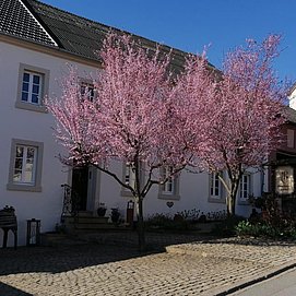 Weingut Peter Greif Tawern-Fellerich (3)