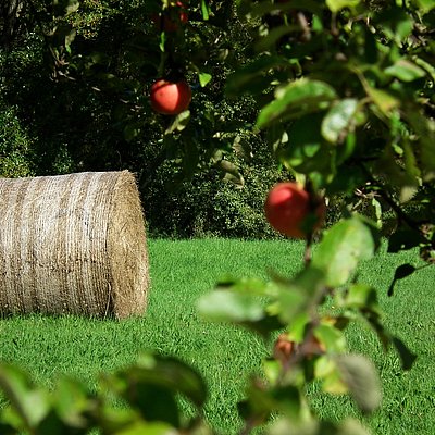 Foto: Äpfel
