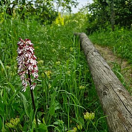 Orchideenpfad Wasserliesch