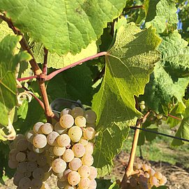 Der Riesling kurz vor der Ernte