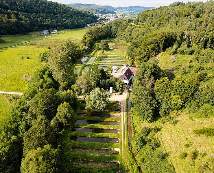 Forellengut Rosengarten Trassem (2)