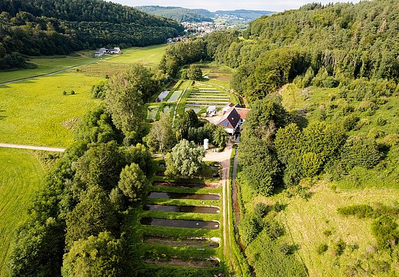 Forellengut Rosengarten Trassem (2)