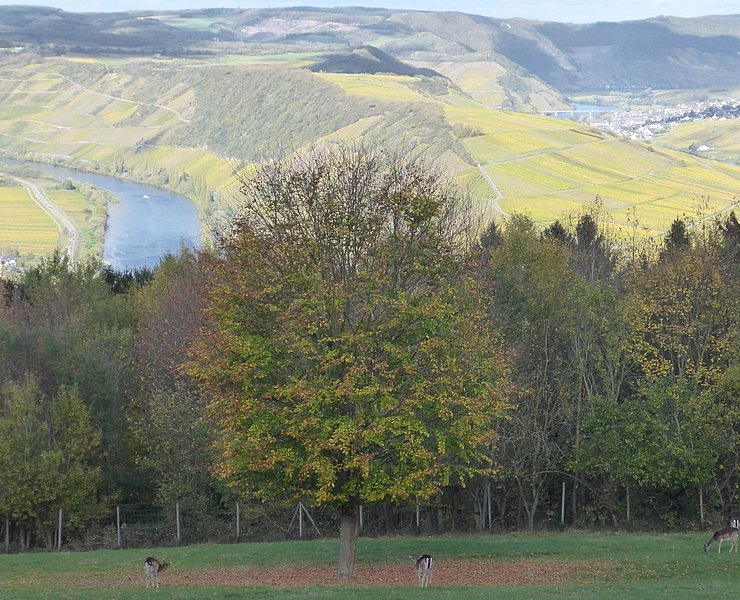 Wildgehege mit Aussicht am Ferienpark Sonnenberg
