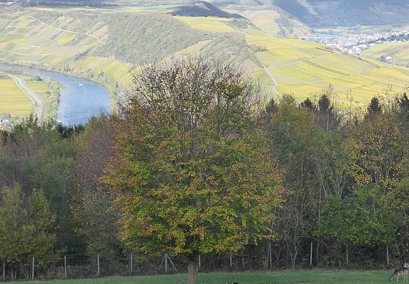 Wildgehege mit Aussicht am Ferienpark Sonnenberg