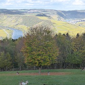 Wildgehege mit Aussicht am Ferienpark Sonnenberg