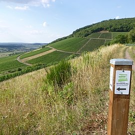 Blick in die Weinberge von Krettnach