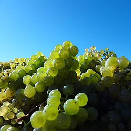 Impression Saar-Obermosel (3)