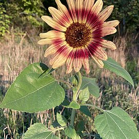 Der Garten ist voller Blumen