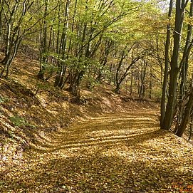 Waldpassage zwischen Ediger und Nehren