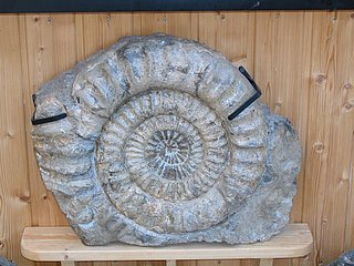 Privatmuseum Taben-Rodt (1)