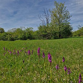 Orchideen Wasserliesch