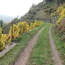 Weinbergsweg oberhalb Valwig