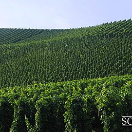 Weingut Schneider (3)