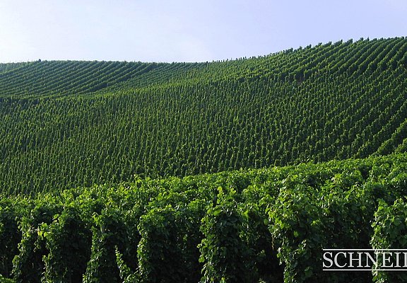 Weingut Schneider (3)