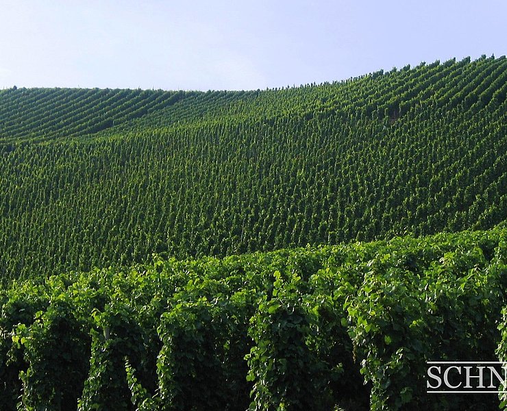 Weingut Schneider (3)