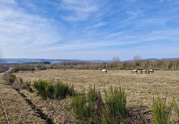 Gelände der Wildpferde