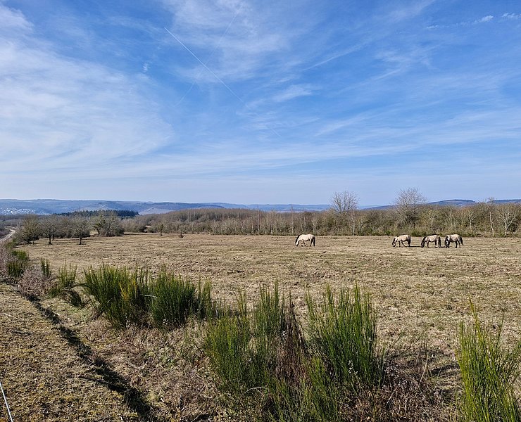 Gelände der Wildpferde