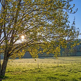 Saargau (1)