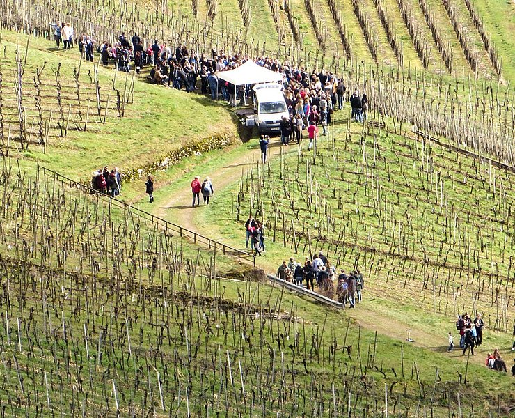 Weinlehrpfadfest (3)