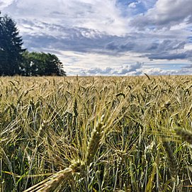 Konzer Hohenrunde: Durch die Kornfelder