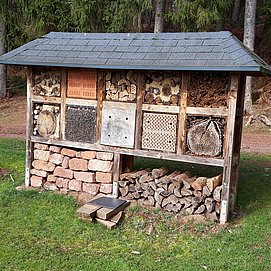 Insekten des Waldes (1)