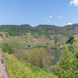Mosel-Radweg am Bremmer Calmont - dem steilsten Weinberg Europas