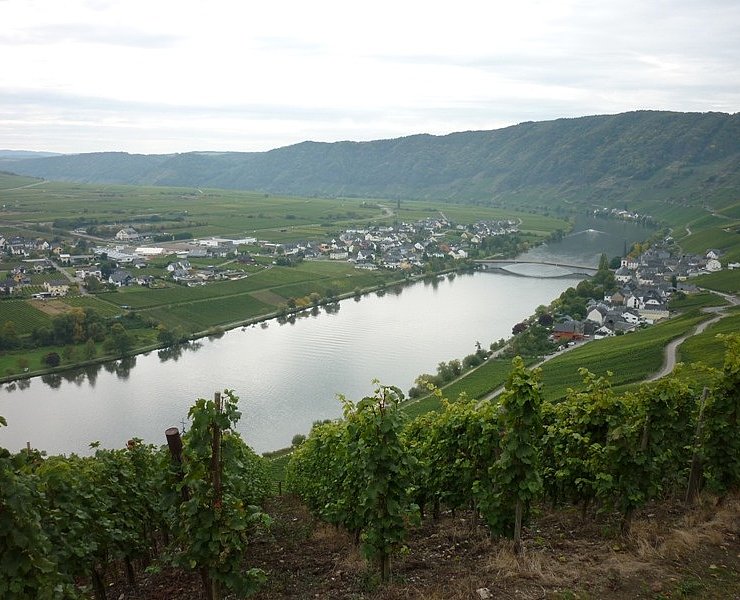 Die Mosel bei Piesport