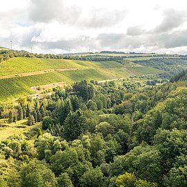 Ruwer-Hochwald-Radweg 5