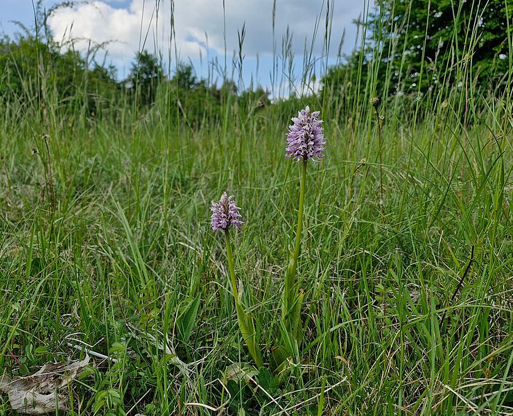 Orchideen in Wasserliesch