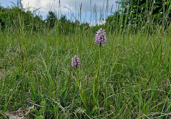 Orchideen in Wasserliesch