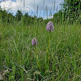 Orchideen in Wasserliesch