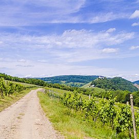 Mosel - Wandern - Weinberge