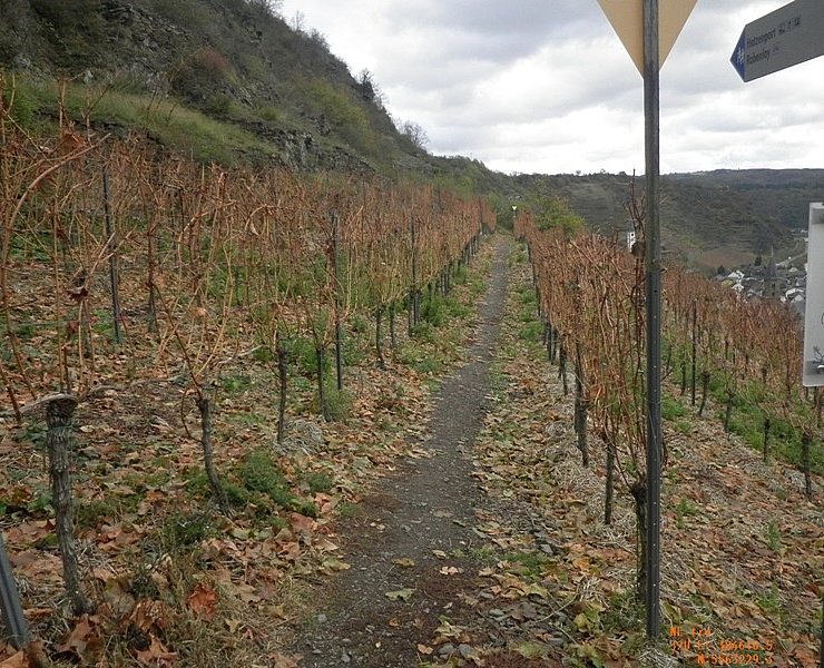 Mitten durch die Hatzenporter Weinberge