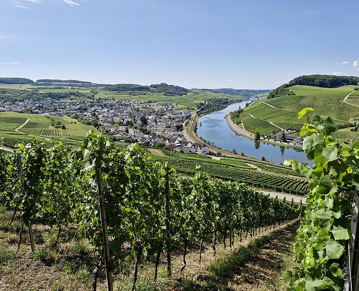 Kellertage Nittel (1)