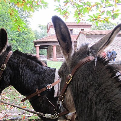 Foto: Packeselwanderungen (1)