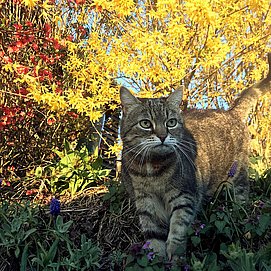 Katze Mia