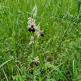 Orchideen in Wasserliesch