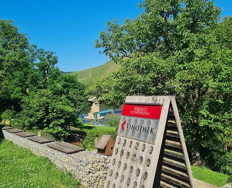 Weingut Schafhausen Kanzem (04)