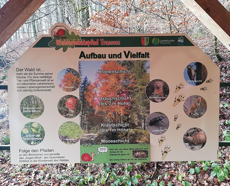 Informationspavillon Lebensraum Wald (3)