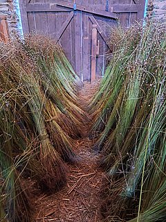 Flachsernte im Freilichtmuseum Roscheider Hof Flachsernte im Freilichtmuseum Roscheider Hof