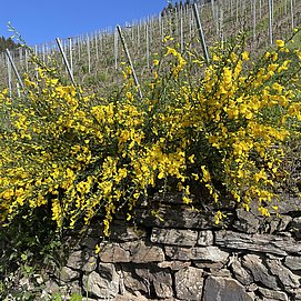 Geisberg