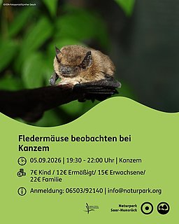 Fledermaus-Exkursion
