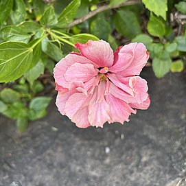 IMG_3703
