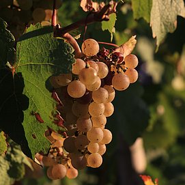 Trauben im Herbst